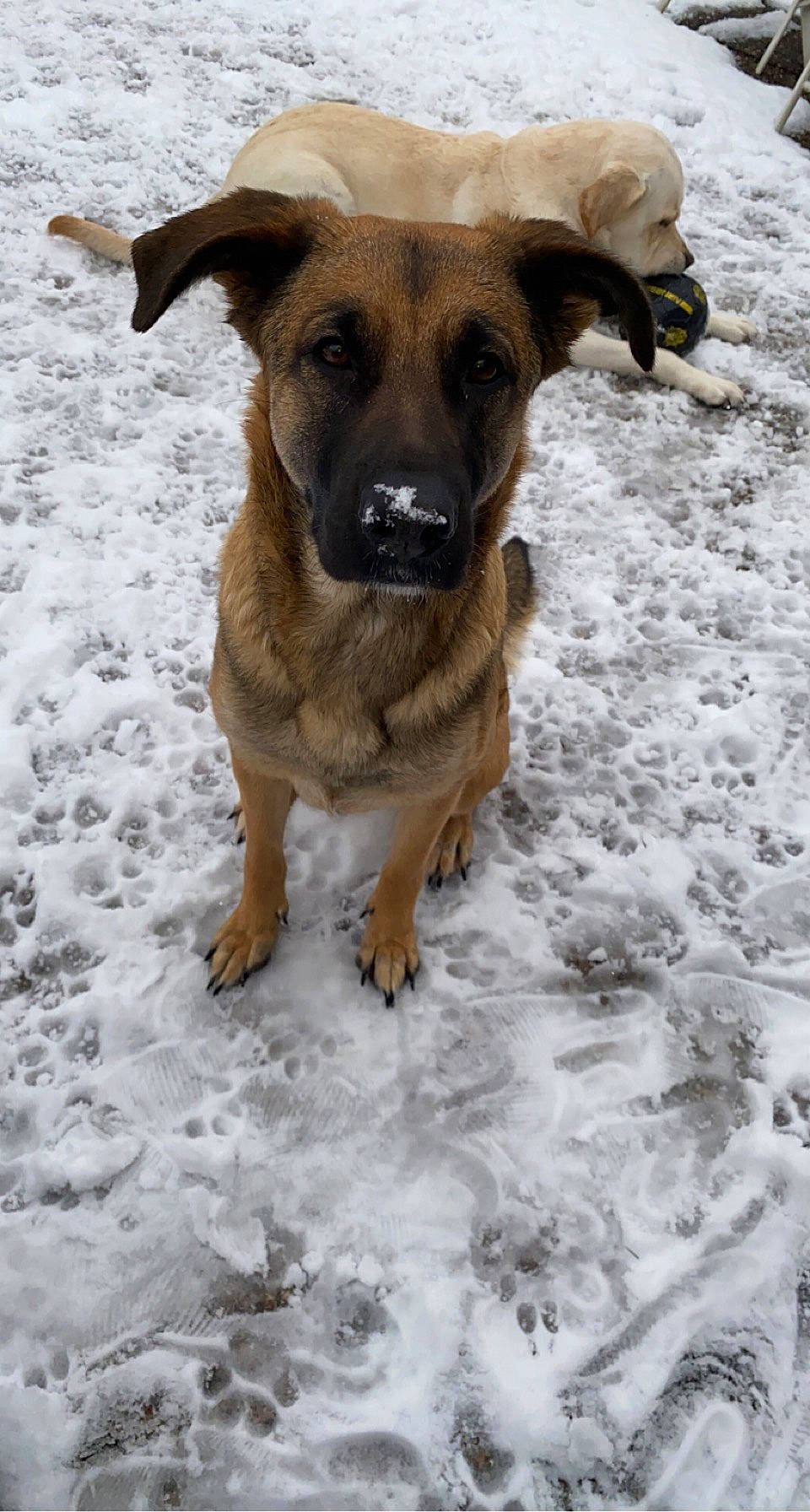 Nala a rejoint le concours — aidez-le/la à gagner de superbes lots ! canidae, carnivore, collar, companion_dog, dog, dog_breed, dog_collar, fawn, freezing, guard_dog, hunting_dog, pet_supply, precipitation, snout, snow, sporting_group, terrestrial_animal, winter, working_animal, working_dog