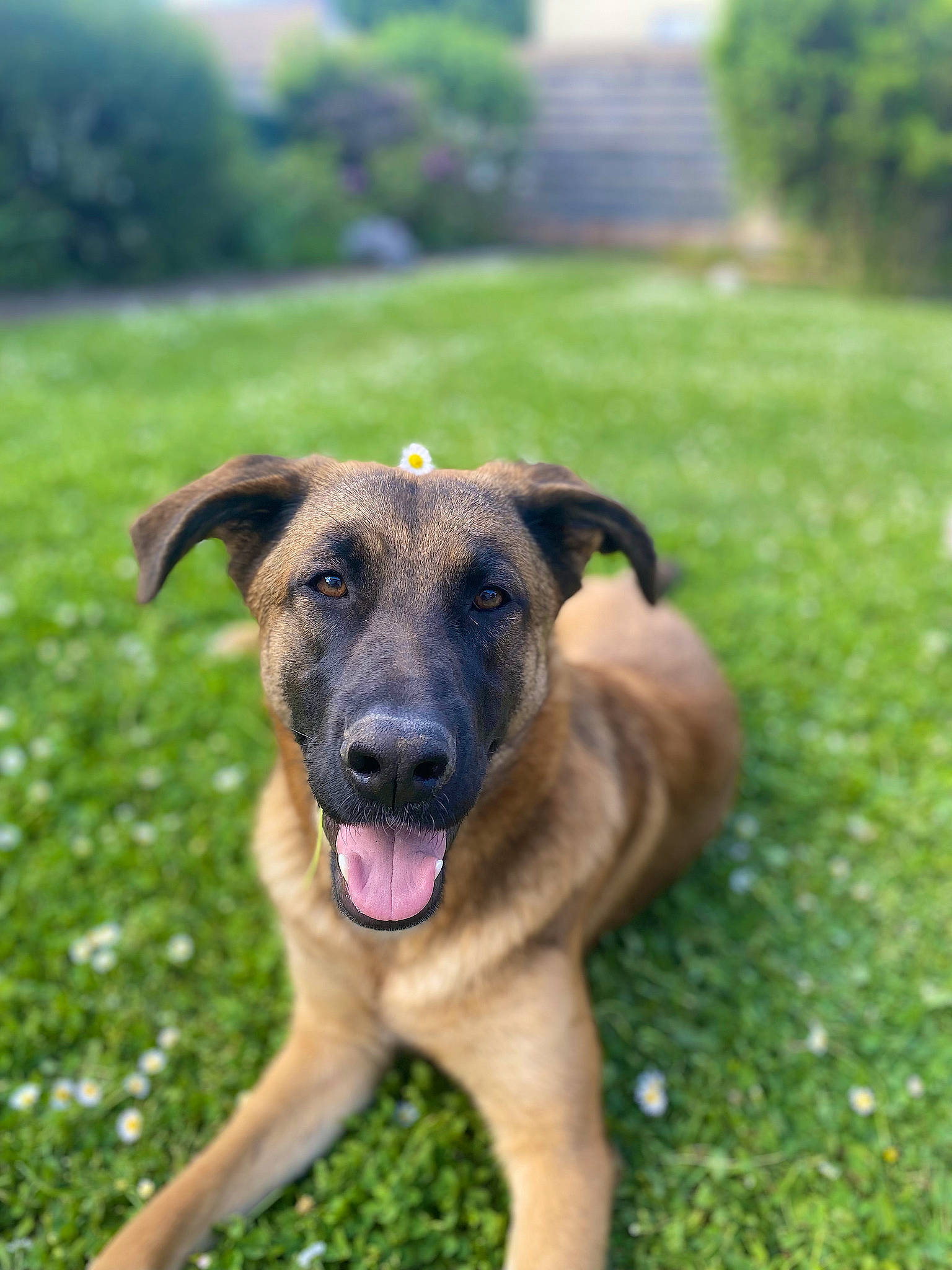 Nala participe au concours pour gagner de l'argent avec cette photo : canidae, carnivore, companion_dog, dog, dog_breed, fawn, grass, grassland, groundcover, guard_dog, hunting_dog, plant, snout, sporting_group, terrestrial_animal, tree, working_animal, working_dog