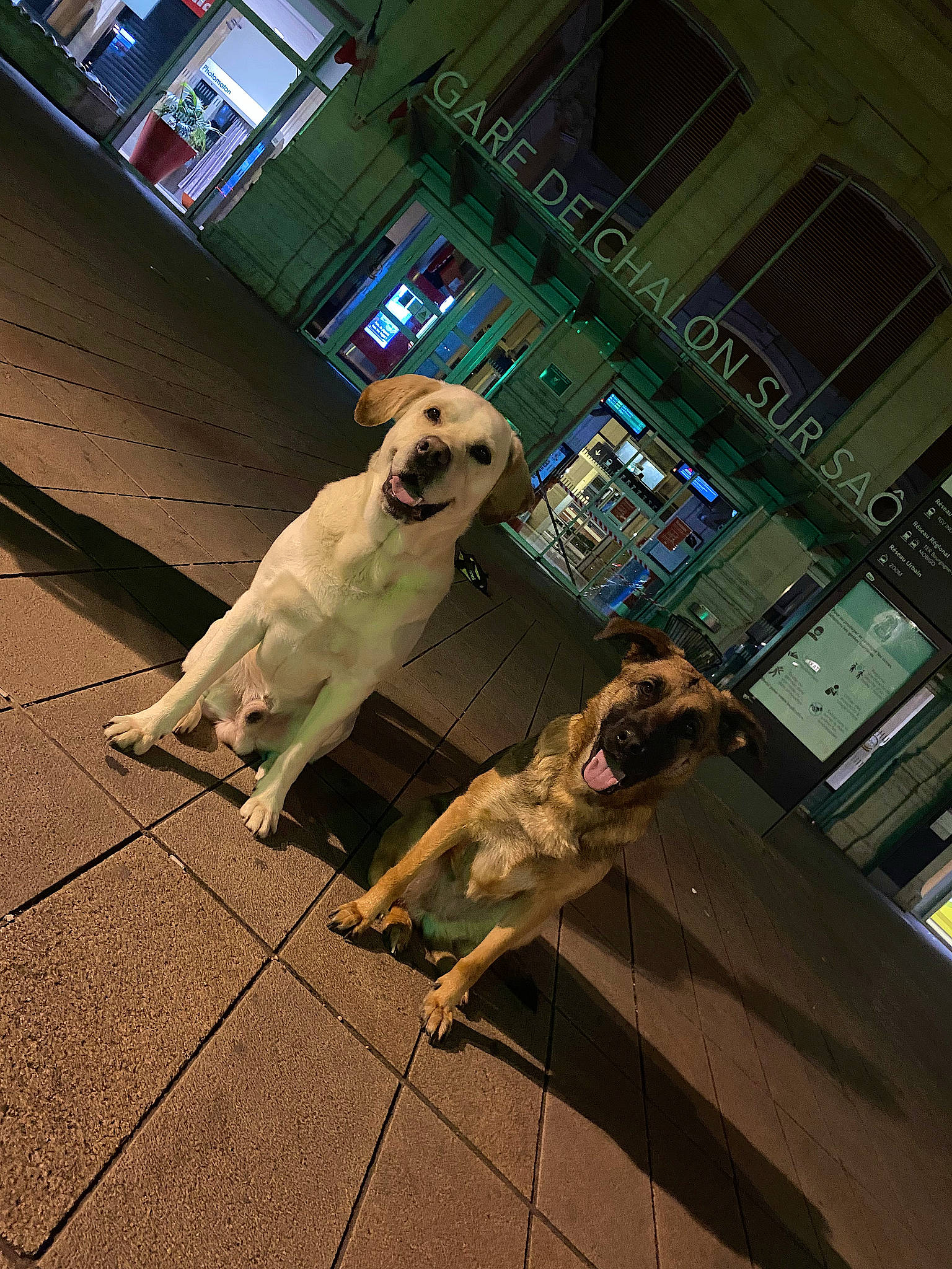 Nala a rejoint le concours — aidez-le/la à gagner de superbes lots ! canidae, carnivore, city, companion_dog, dog, dog_breed, fawn, floor, flooring, leash, road, road_surface, sidewalk, snout, sporting_group, street, tail, tints_and_shades, window, working_animal