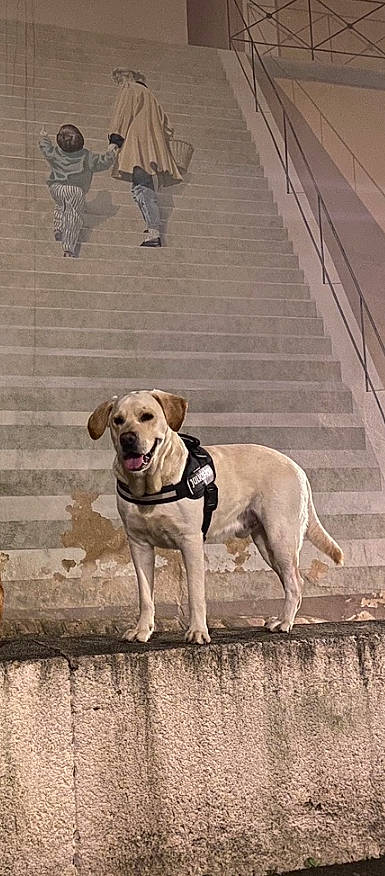 Lucky a rejoint le concours — aidez-le/la à gagner de superbes lots ! canidae, carnivore, collar, companion_dog, dog, dog_breed, dog_collar, dog_supply, fashion_accessory, fawn, flooring, leash, pet_supply, retriever, sidewalk, snout, sporting_group, stairs, tail, working_animal