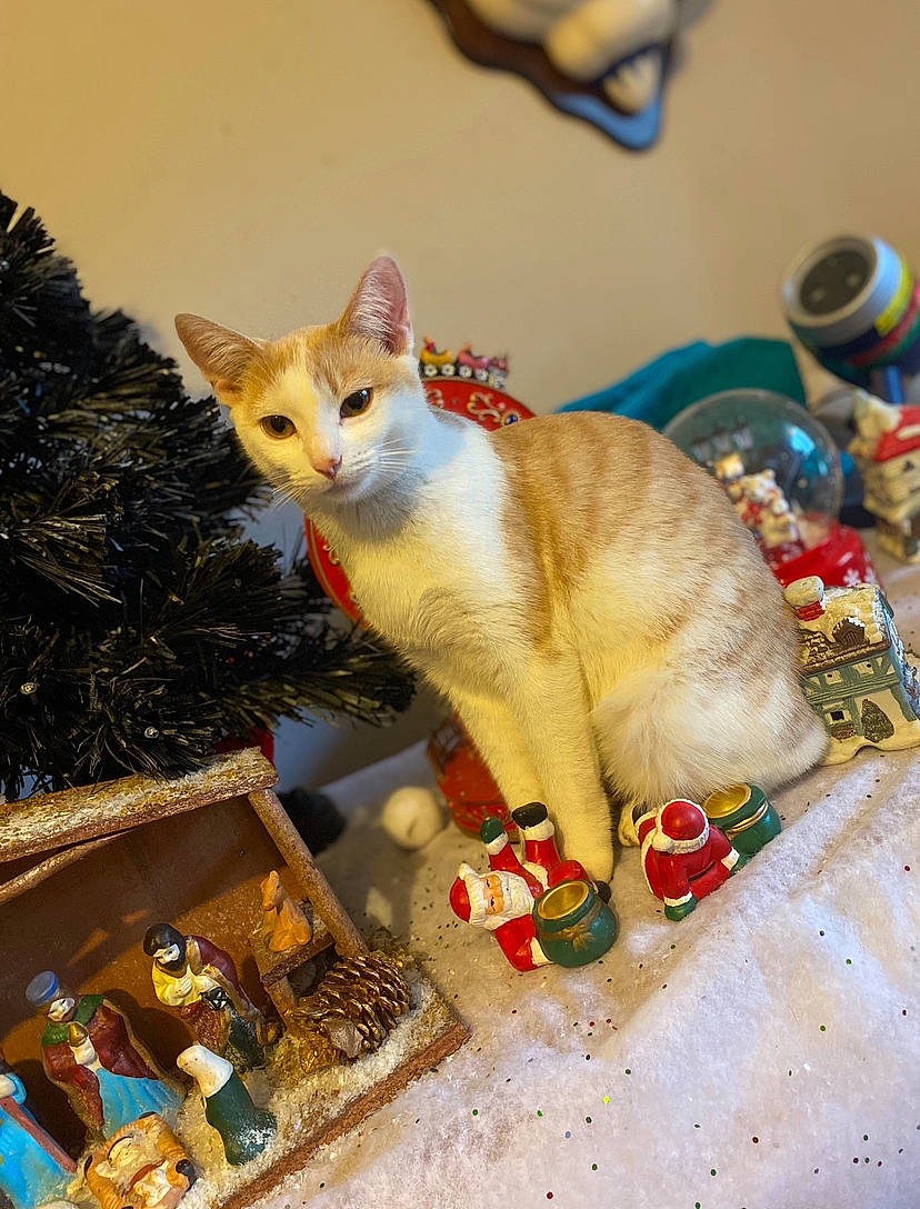 Kira a rejoint le concours — aidez-le/la à gagner de superbes lots ! carnivore, cat, christmas, christmas_decoration, christmas_eve, christmas_ornament, conifer, domestic_short_haired_cat, event, fawn, felidae, fur, holiday, paw, photo_caption, small_to_medium_sized_cats, snout, tail, toy, whiskers