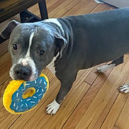 Cookie is registered to the contest to win money with this photo: dog, pitbull, toy, donut_toy, hardwood_floor, indoor, pet, white_paws, blue_gray_coat, close_up, curious_expression, playful, chew_toy, wooden_flooring, paw, domestic_animal, looking_at_camera, standing, living_room, nose