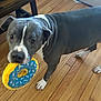 dog, pitbull, toy, donut_toy, hardwood_floor, indoor, pet, white_paws, blue_gray_coat, close_up, curious_expression, playful, chew_toy, wooden_flooring, paw, domestic_animal, looking_at_camera, standing, living_room, nose
