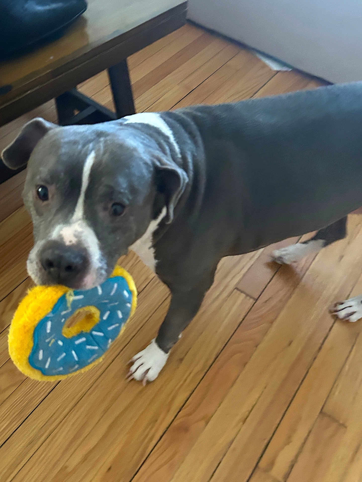 Cookie is registered to the contest to win money with this photo: dog, pitbull, toy, donut_toy, hardwood_floor, indoor, pet, white_paws, blue_gray_coat, close_up, curious_expression, playful, chew_toy, wooden_flooring, paw, domestic_animal, looking_at_camera, standing, living_room, nose