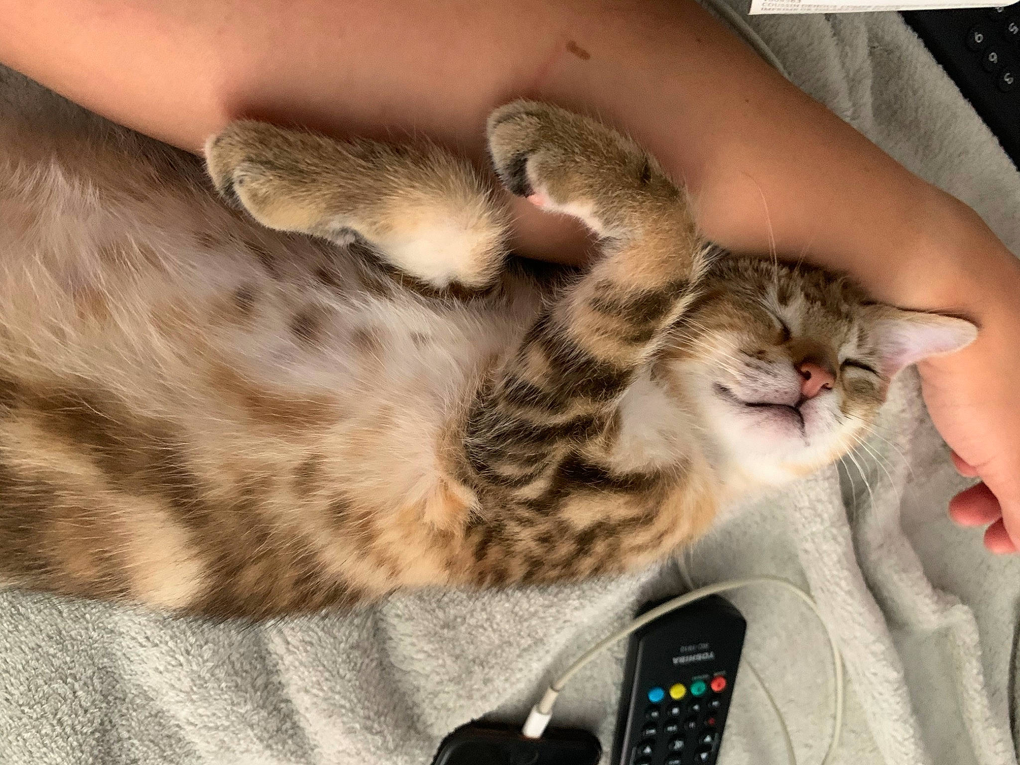 Rika a rejoint le concours — aidez-le/la à gagner de superbes lots ! american_shorthair, asian, carnivore, cat, domestic_short_haired_cat, dragon_li, european_shorthair, eye, felidae, fur, kitten, mammal, paw, pixie_bob, remote_control, small_to_medium_sized_cats, snout, tabby_cat, technology, whiskers