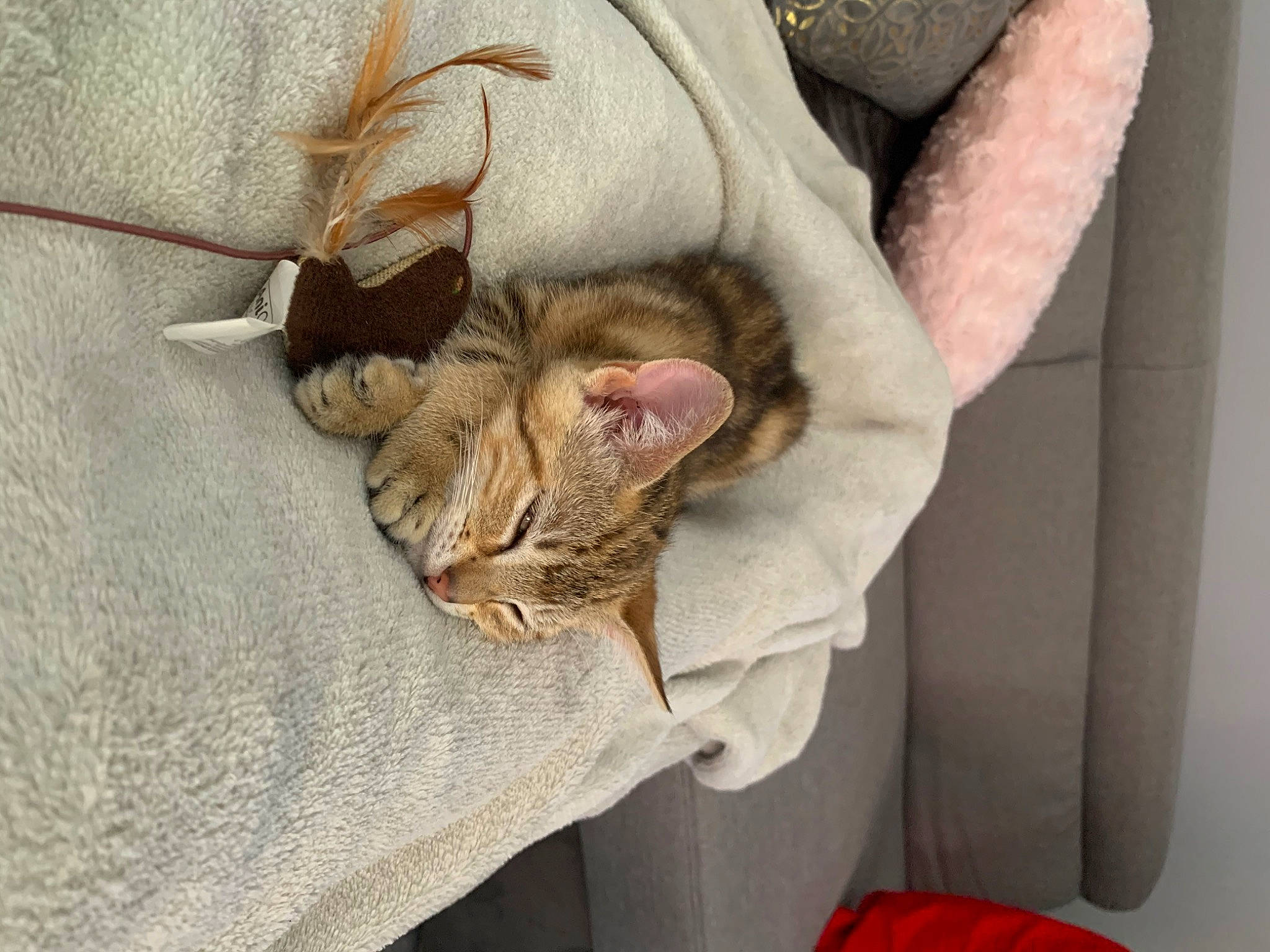 Rika participe au concours pour gagner de l'argent avec cette photo : asian, carnivore, cat, claw, dragon_li, european_shorthair, fawn, felidae, fur, german_rex, singapura, small_to_medium_sized_cats, tabby_cat, whiskers