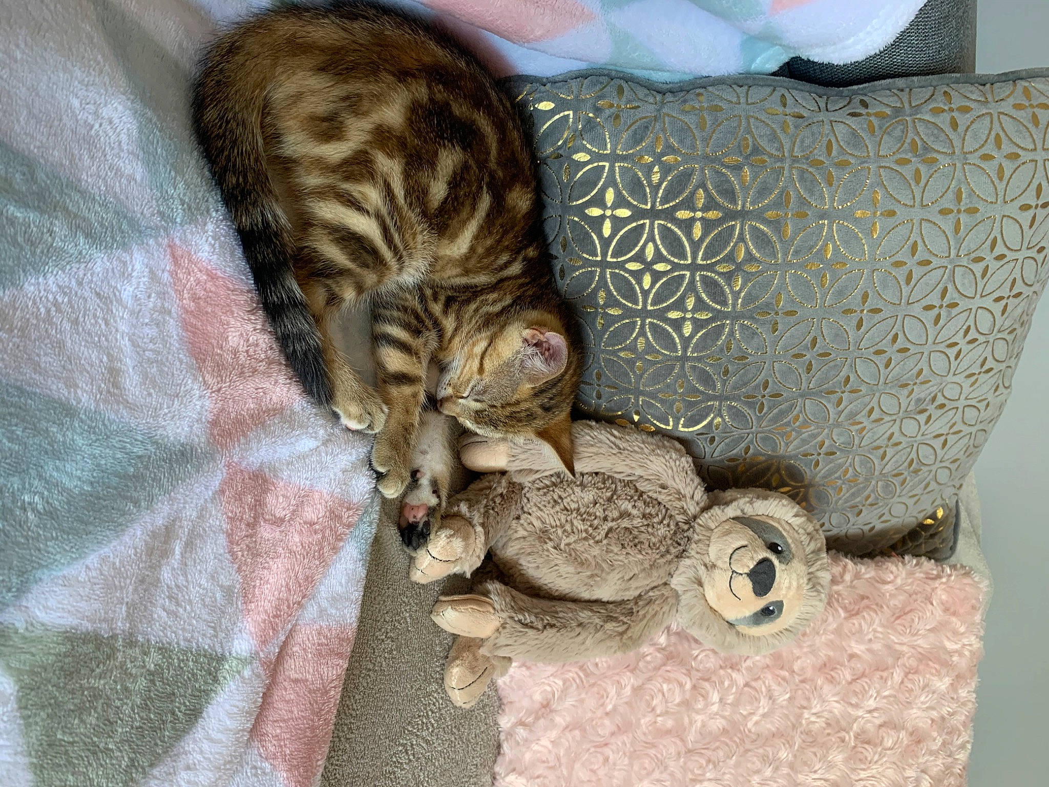 Rika participe au concours pour gagner de l'argent avec cette photo : american_shorthair, asian, australian_mist, bengal, california_spangled, carnivore, cat, domestic_short_haired_cat, dragon_li, european_shorthair, felidae, kitten, mammal, ocicat, pixie_bob, rusty_spotted_cat, savannah, small_to_medium_sized_cats, tabby_cat, whiskers