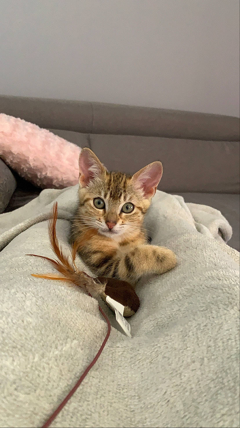 Rika participe au concours pour gagner de l'argent avec cette photo : arabian_mau, asian, australian_mist, bengal, carnivore, cat, chausie, domestic_short_haired_cat, dragon_li, european_shorthair, fawn, felidae, kitten, mammal, singapura, small_to_medium_sized_cats, snout, tabby_cat, vertebrate, whiskers