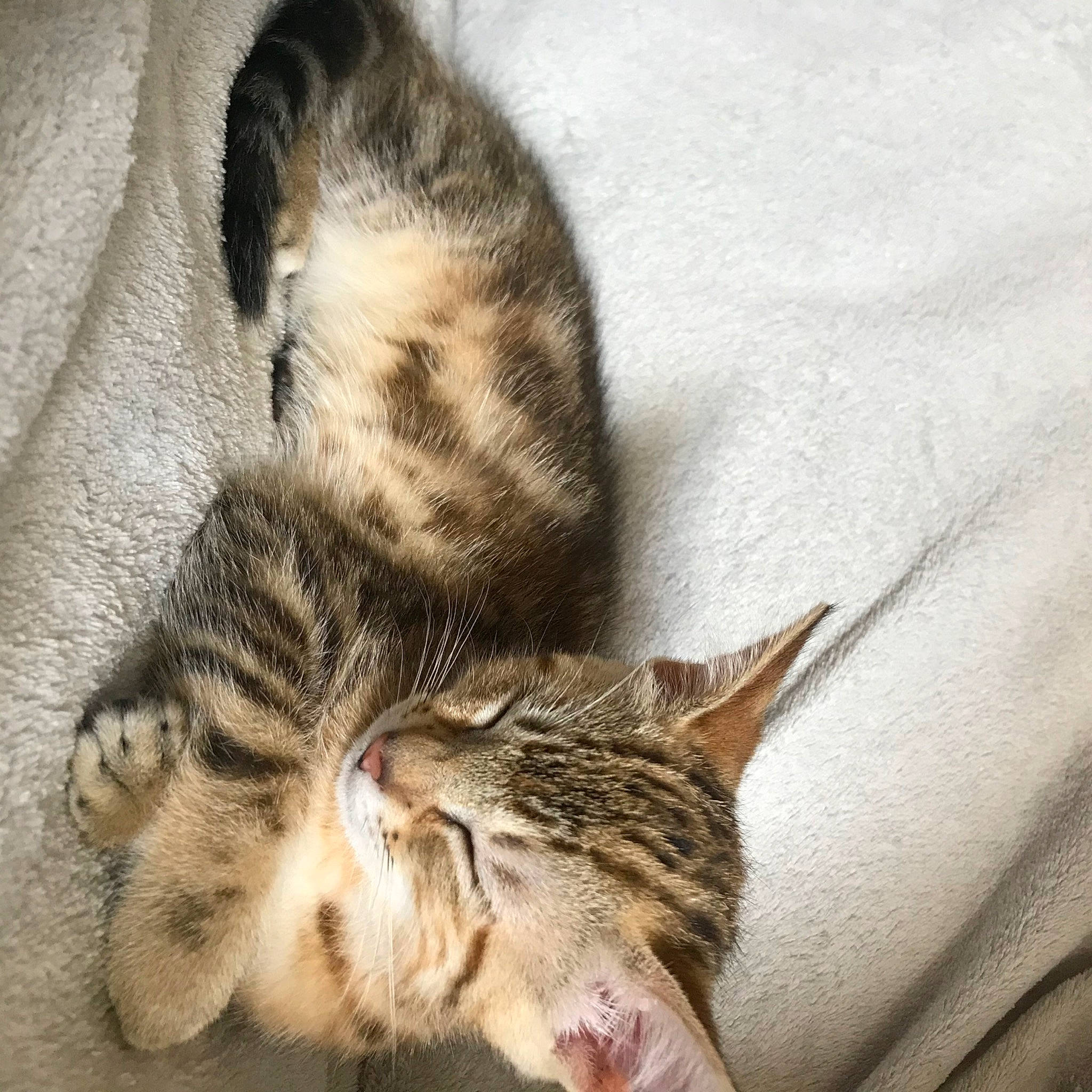 Rika participe au concours pour gagner de l'argent avec cette photo : american_shorthair, asian, bengal, carnivore, cat, domestic_short_haired_cat, dragon_li, egyptian_mau, european_shorthair, felidae, fur, kitten, mammal, nap, ocicat, paw, sleep, small_to_medium_sized_cats, tabby_cat, whiskers