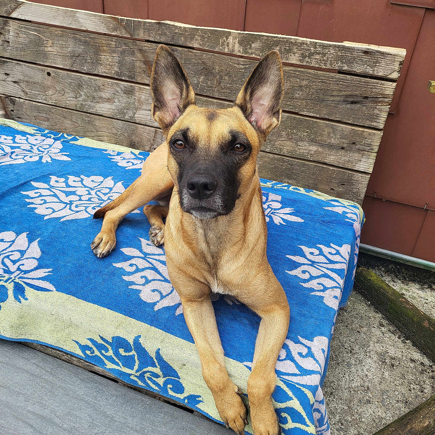Lëyka a rejoint le concours — aidez-le/la à gagner de superbes lots ! animal, bench, bulldog, canine, cushion, dog, dogbed, frenchbulldog, furniture, germanshepherd, greatdane, homedecor, hound, mat, pet, plywood, policedog, puppy, slate, wood