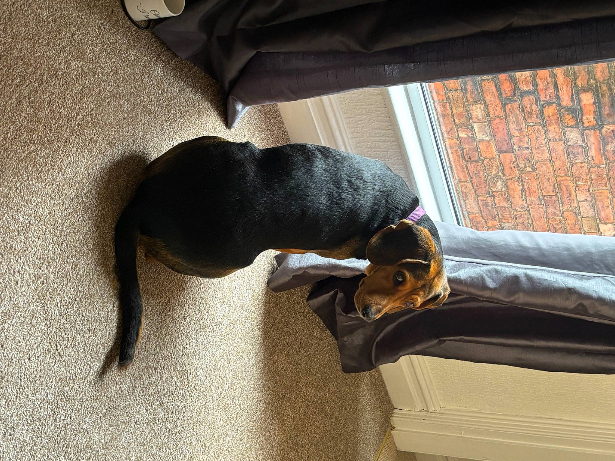 Star is registered to the contest to win money with this photo: carnivore, collar, comfort, companion_dog, couch, dog, dog_breed, fawn, felidae, floor, flooring, fur, grey, hardwood, liver, pet_supply, studio_couch, tail, tints_and_shades, wood