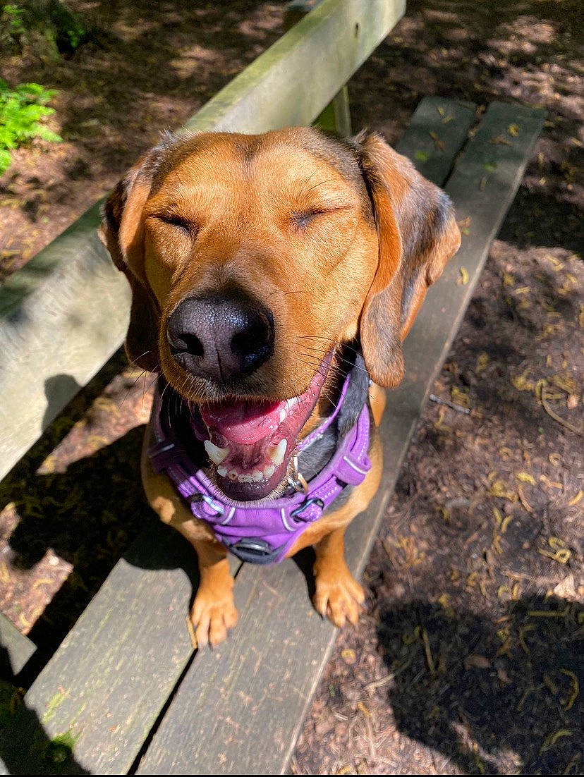 Star is registered to the contest to win money with this photo: canidae, carnivore, collar, companion_dog, dog, dog_breed, dog_collar, dog_supply, fawn, grass, gun_dog, hound, liver, pet_supply, plant, snout, soil, sporting_group, wood, working_animal