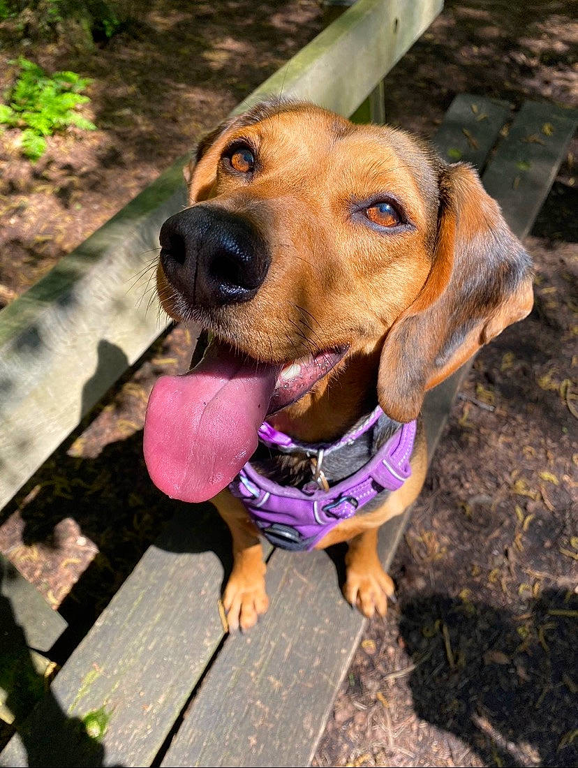 Star joined the competition — help win amazing prizes! canidae, carnivore, collar, companion_dog, dog, dog_breed, dog_collar, dog_supply, electric_blue, fawn, hound, leash, liver, pet_supply, plant, snout, sporting_group, sunglasses, whiskers, working_animal