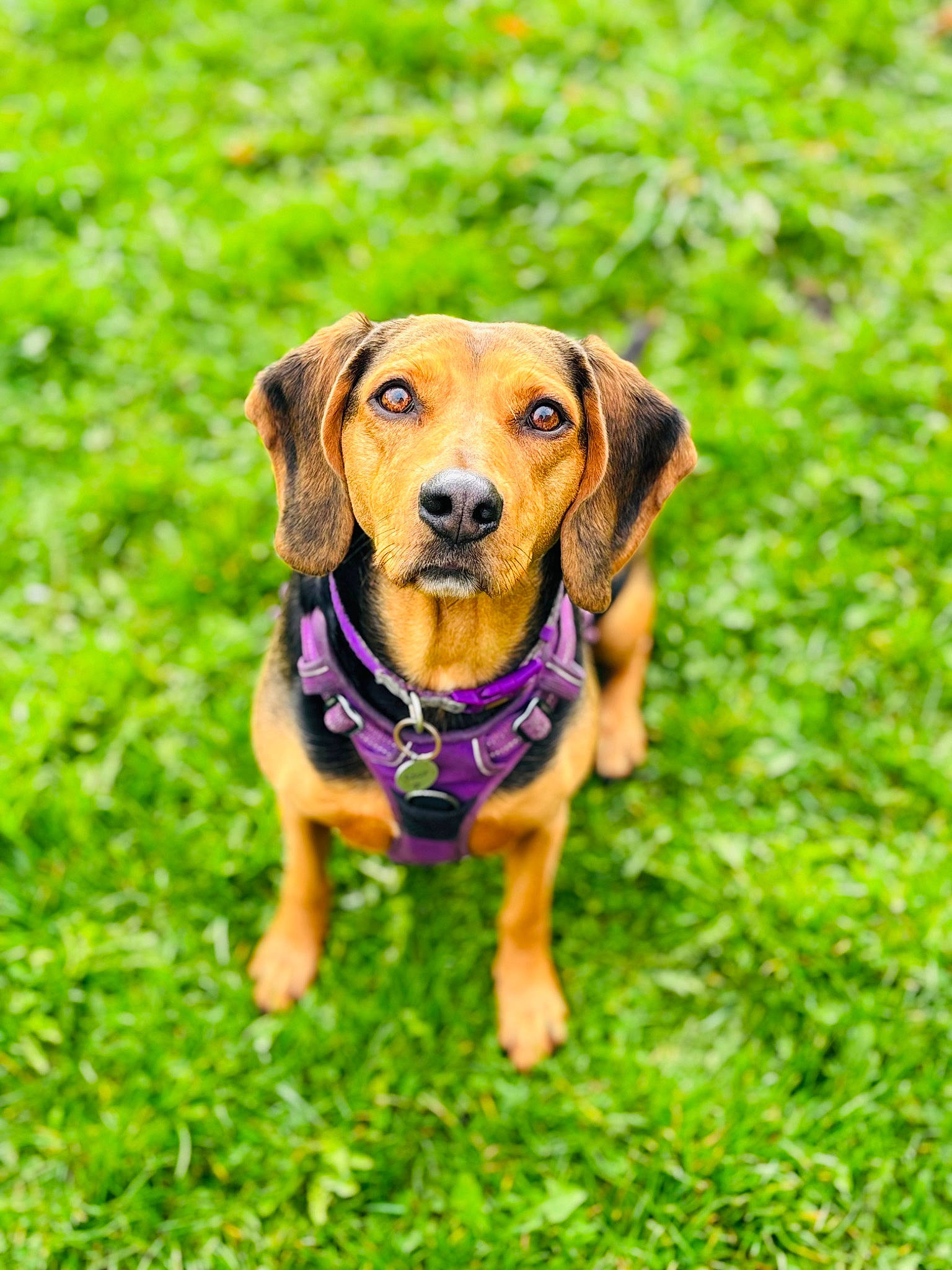 Star is registered to the contest to win money with this photo: ball, carnivore, collar, companion_dog, dog, dog_breed, dog_clothes, dog_collar, dog_supply, fawn, grass, grassland, groundcover, guard_dog, hound, plant, scent_hound, sporting_group, working_animal, working_dog