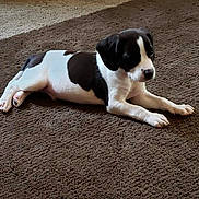 Archer joined the competition — help win amazing prizes! puppy, dog, black_and_white, carpet, indoor, pet, animal, laying_down, cute, young, fur, paw, resting, calm, domestic, mammal, companion, small, floor, side_view