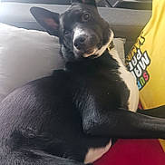 Darryl a rejoint le concours — aidez-le/la à gagner de superbes lots ! black_and_white, canine, collar, comfort, couch, curious, dog, domestic_animal, ears_up, fur, home, indoor, looking_back, pet, pillow, red_blanket, relaxed, resting, side_view, yellow_bag