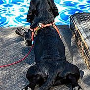 Coyote joined the competition — help win amazing prizes! animal, back_view, black_dog, blue, canine, dog, harness, leash, lying_down, metal_surface, outdoor, patterned_mat, paw, pet, relaxation, resting, shadow, sunlight, tail, texture