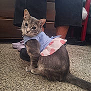 Mimi is registered to the contest to win money with this photo: animal, carpet, casual, cat, curious, cute, dress, fabric, feet, feline, floor, gray_tabby, home, indoor, legs, looking, person, pet_clothing, polka_dot, sitting