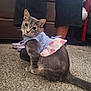 animal, carpet, casual, cat, curious, cute, dress, fabric, feet, feline, floor, gray_tabby, home, indoor, legs, looking, person, pet_clothing, polka_dot, sitting