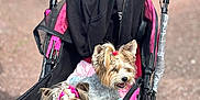 Osiris a rejoint le concours — aidez-le/la à gagner de superbes lots ! animal, black, braid, canine, companion, cute, daytime, dog, fur, hair_accessory, happy, leisure, outdoor, park, pet_stroller, pink, small_dog, sunlight, tree, walking_path