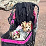 animal, black, braid, canine, companion, cute, daytime, dog, fur, hair_accessory, happy, leisure, outdoor, park, pet_stroller, pink, small_dog, sunlight, tree, walking_path