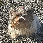 Osiris a rejoint le concours — aidez-le/la à gagner de superbes lots ! animal, brown, closeup, curious, cute, daylight, dog, fluffy, fur, fur_texture, gravel, hair_tie, nature, outdoor, pet, small_dog, standing, sunlight, tongue, white