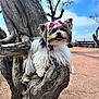 Osiris participe au concours pour gagner de l'argent avec cette photo : animal, bench, blue_sky, braids, cute, dog, fluffy, fur, nature, outdoor, park, pathway, pet, pink_bows, playful, small_dog, sunny, tongue_out, tree, tree_bark