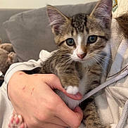 Blaze is registered to the contest to win money with this photo: kitten, cat, tabby, pet, animal, paw, hand, fur, cute, indoor, cozy, holding, feline, young, domestic, person, clothing, couch, pink_paw, whiskers