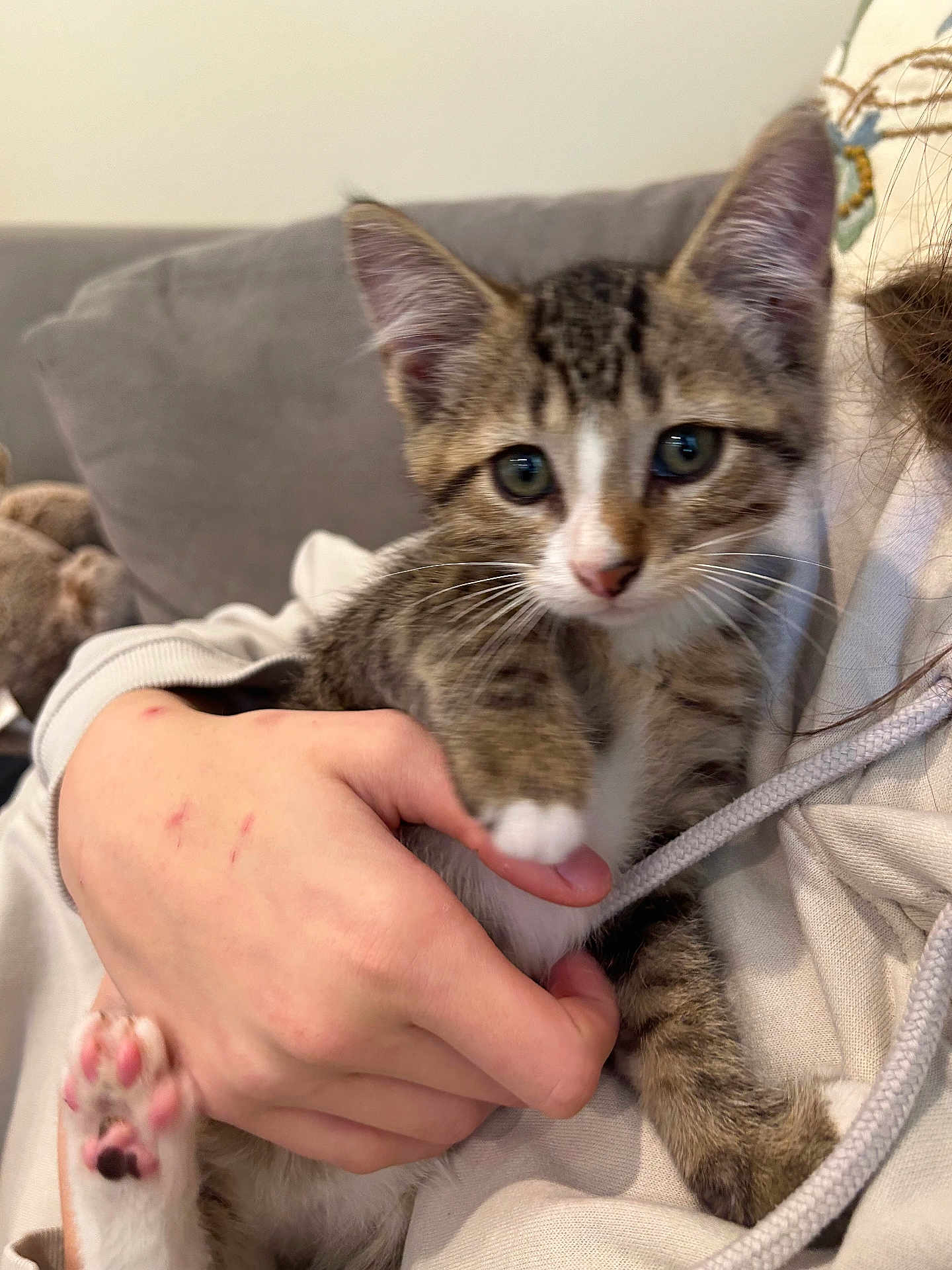 Blaze is registered to the contest to win money with this photo: kitten, cat, tabby, pet, animal, paw, hand, fur, cute, indoor, cozy, holding, feline, young, domestic, person, clothing, couch, pink_paw, whiskers