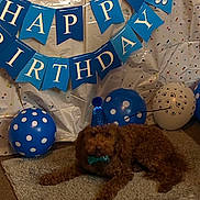 Coach is registered to the contest to win money with this photo: dog, brown_dog, party_hat, bow_tie, birthday_banner, balloons, blue_balloons, white_balloons, polka_dot, paw_prints, rug, carpet, celebration, indoor, festive, decorations, animal, pet, cute, lying_down