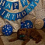 dog, brown_dog, party_hat, bow_tie, birthday_banner, balloons, blue_balloons, white_balloons, polka_dot, paw_prints, rug, carpet, celebration, indoor, festive, decorations, animal, pet, cute, lying_down