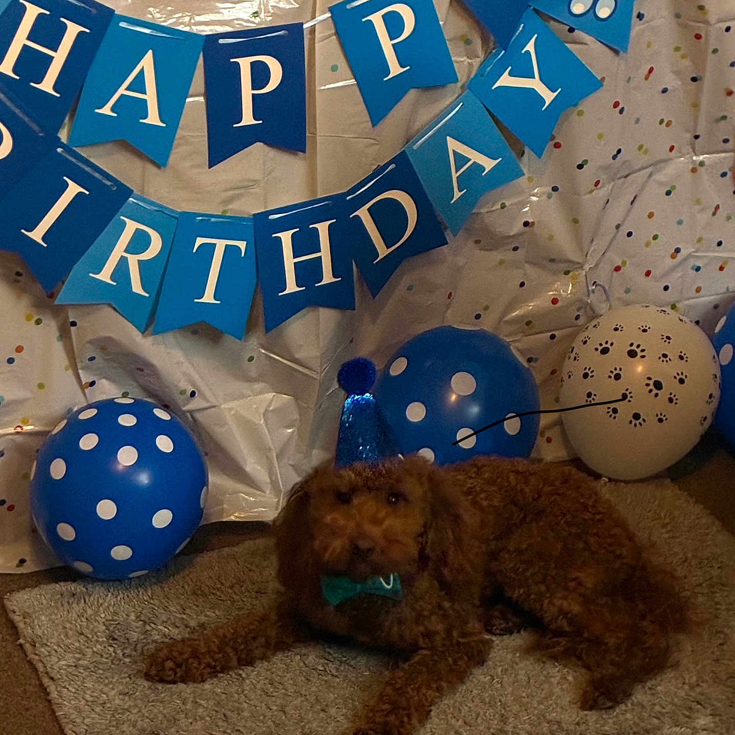 Coach is registered to the contest to win money with this photo: animal, balloons, birthday_banner, blue_balloons, bow_tie, brown_dog, carpet, celebration, cute, decorations, dog, festive, indoor, lying_down, party_hat, paw_prints, pet, polka_dot, rug, white_balloons