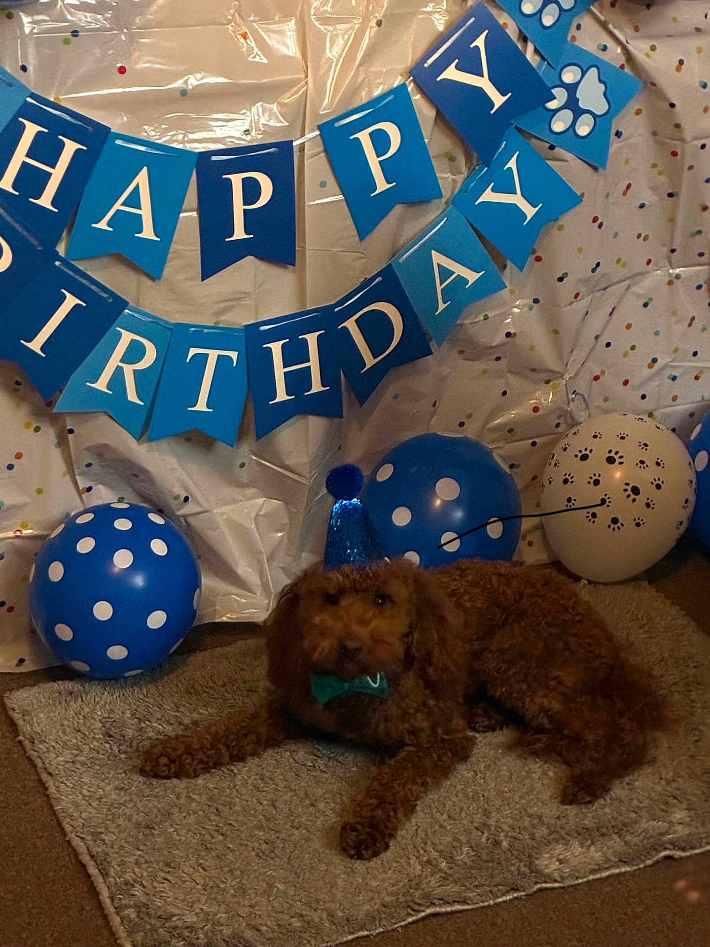 Coach is registered to the contest to win money with this photo: dog, brown_dog, party_hat, bow_tie, birthday_banner, balloons, blue_balloons, white_balloons, polka_dot, paw_prints, rug, carpet, celebration, indoor, festive, decorations, animal, pet, cute, lying_down