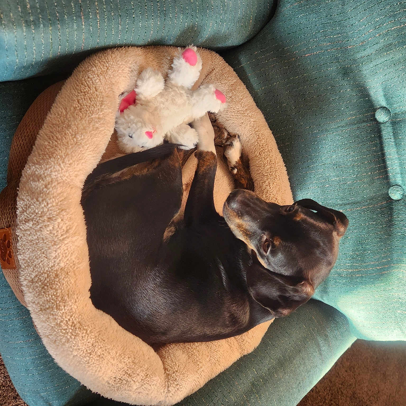 Cujo joined the competition — help win amazing prizes! canidae, carnivore, comfort, companion_dog, dog, dog_breed, fawn, felidae, fur, guard_dog, linens, liver, nap, paw, small_to_medium_sized_cats, snout, sporting_group, toy_dog, whiskers, working_animal