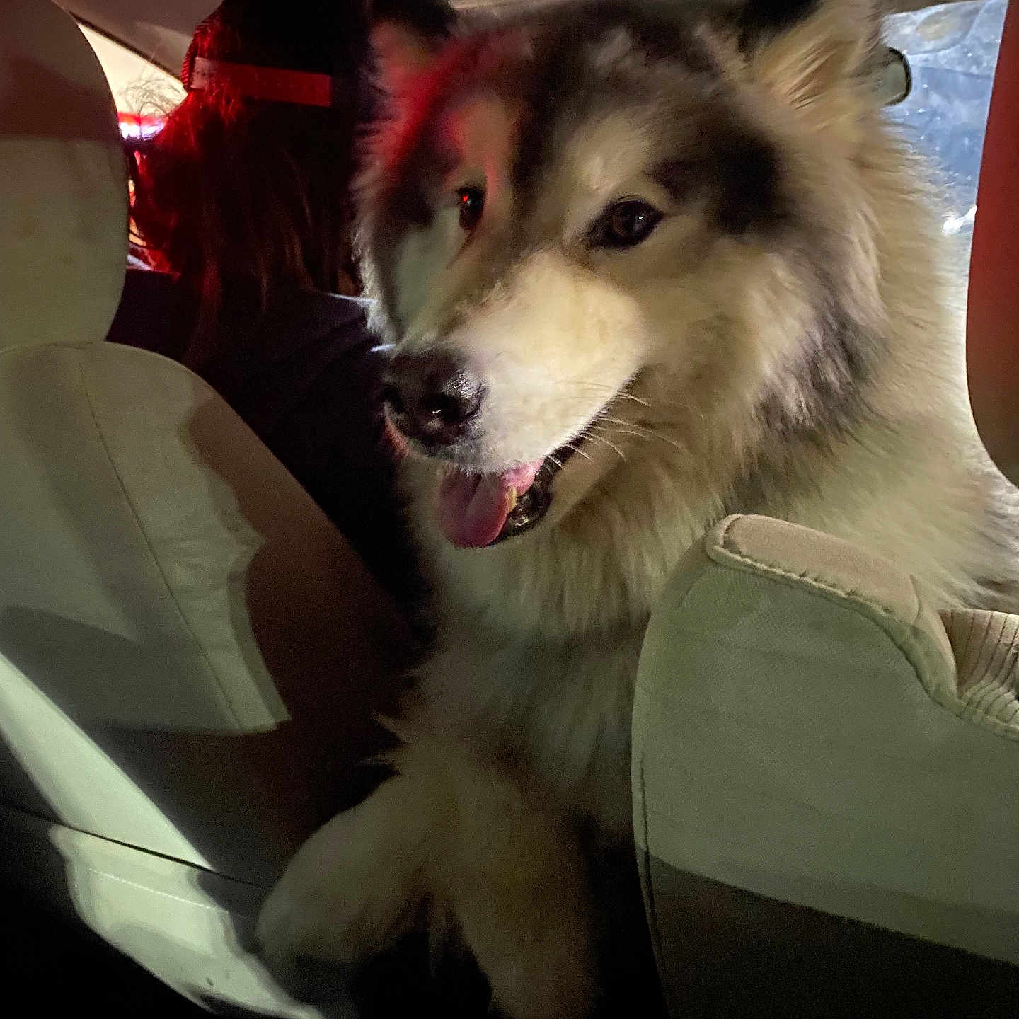 Bear joined the competition — help win amazing prizes! adult, animal, canine, car, car_interior, carseat, couch, cushion, dog, eskimodog, female, furniture, homedecor, husky, person, pet, puppy, transportation, vehicle, woman