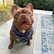 Dior joined the competition — help win amazing prizes! bandana, brown_dog, canine, closeup, cute, dog, ears, eyes, fur, happy, leash, outdoor, patio, pet, puppy, rug, small_dog, smiling, tiles, tongue