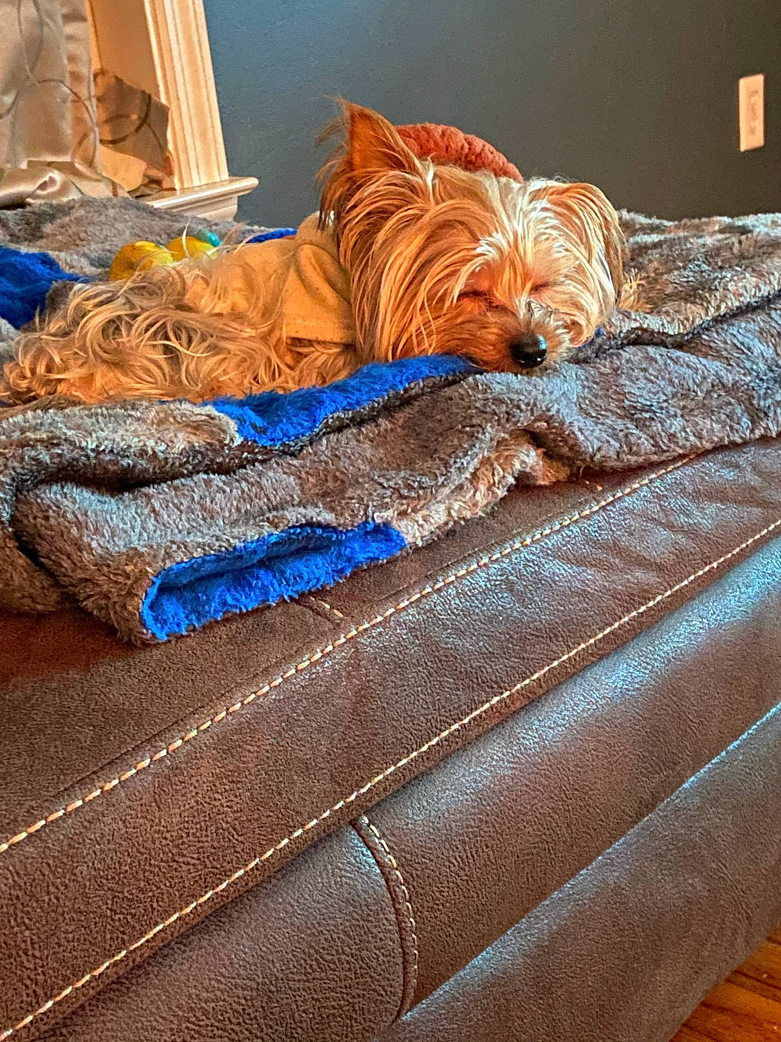 Morty joined the competition — help win amazing prizes! bed, bed_sheet, bedding, bedroom, blanket, blue, brown, comfort, couch, electric_blue, felidae, flooring, linens, orange, pattern, pillow, room, textile, tints_and_shades, wood