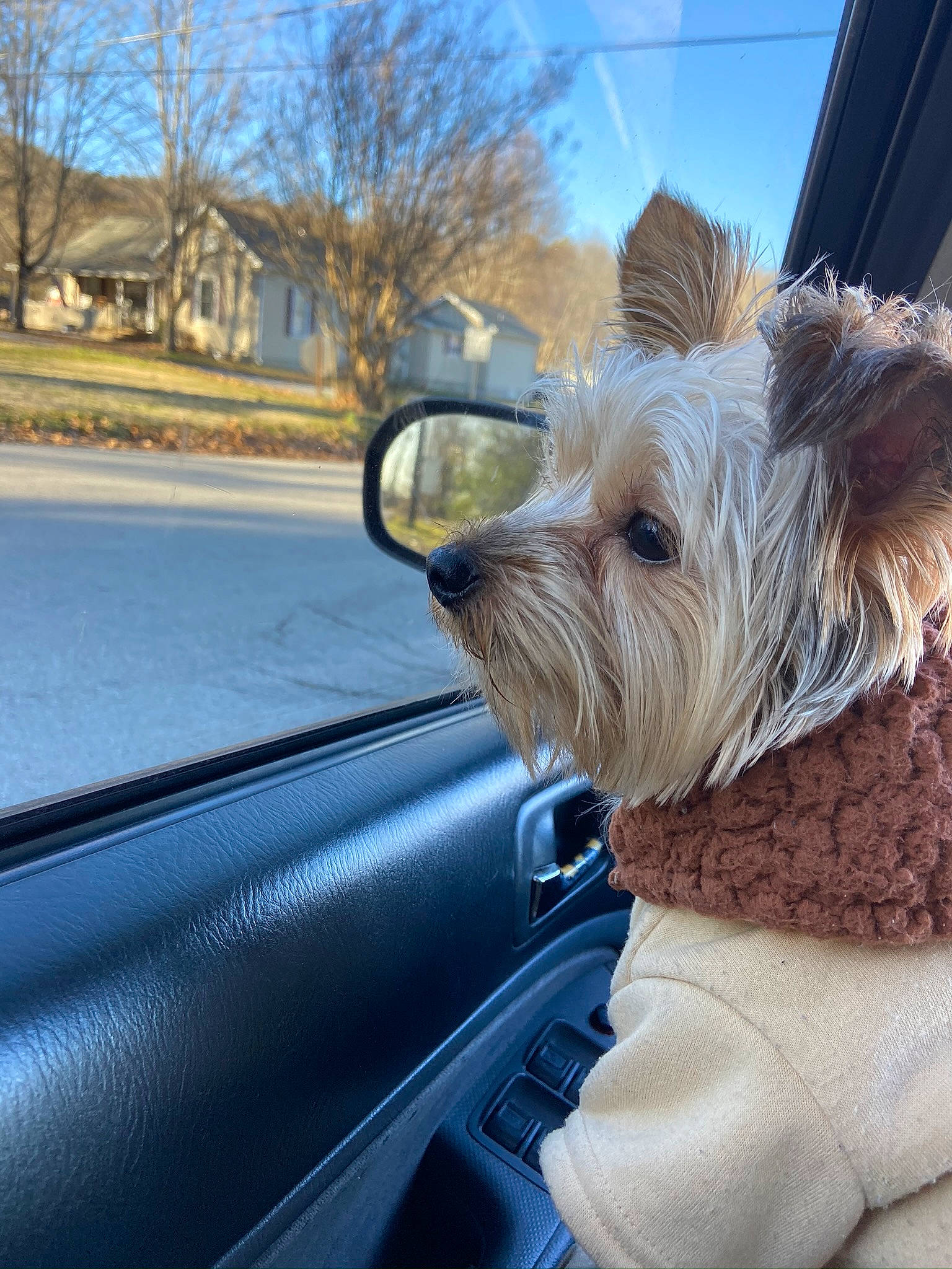Morty is registered to the contest to win money with this photo: automotive_lighting, automotive_mirror, car, carnivore, collar, companion_dog, dog, dog_breed, fawn, hood, motor_vehicle, plant, sky, snout, tree, vehicle, vehicle_door, window, windscreen_wiper, working_animal