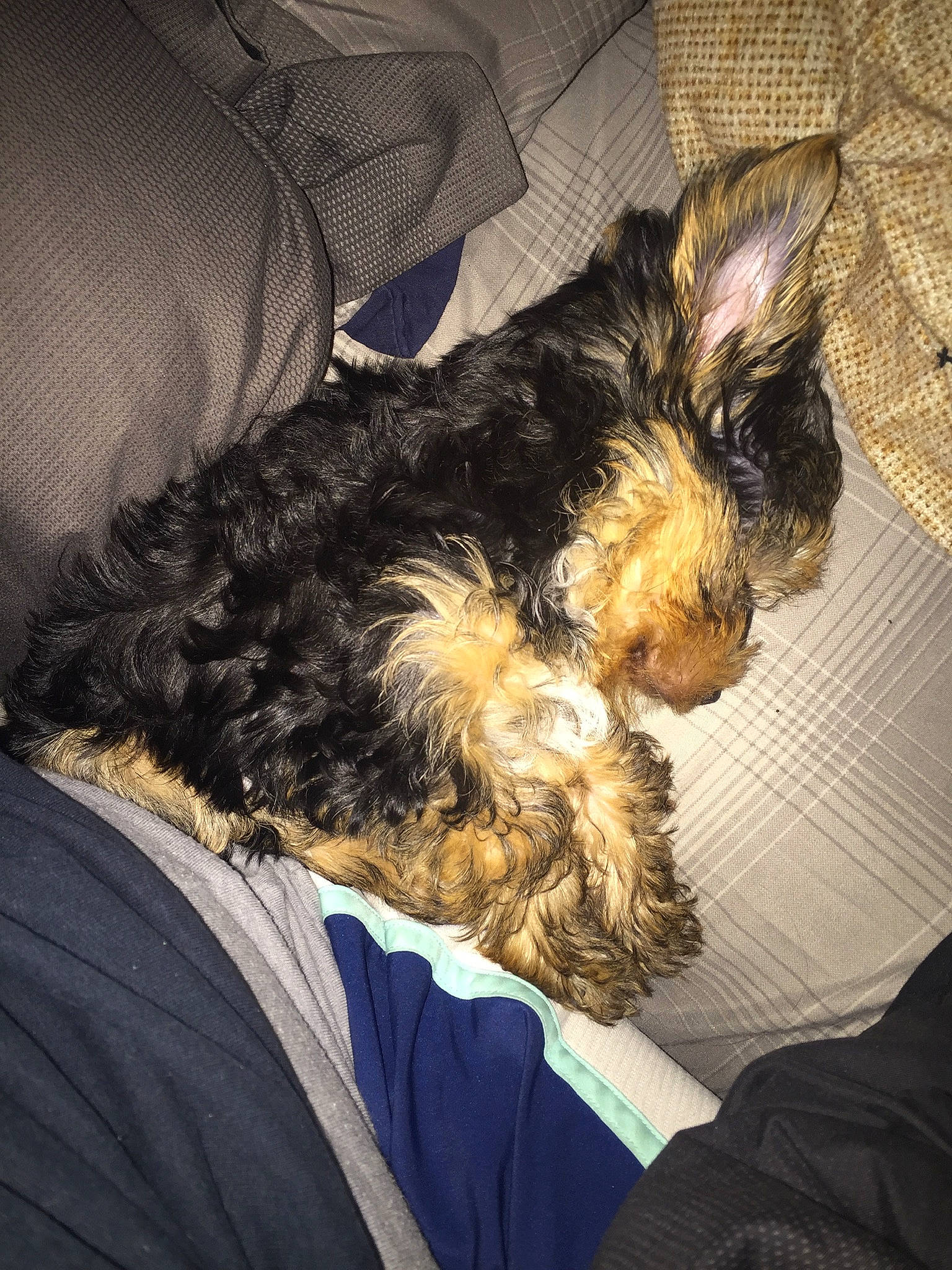 Morty joined the competition — help win amazing prizes! canidae, carnivore, comfort, companion_dog, dog, dog_breed, dog_supply, ear, fur, liver, nap, puppy_love, small_terrier, snout, sporting_group, terrier, toy_dog, water_dog, yorkipoo, yorkshire_terrier