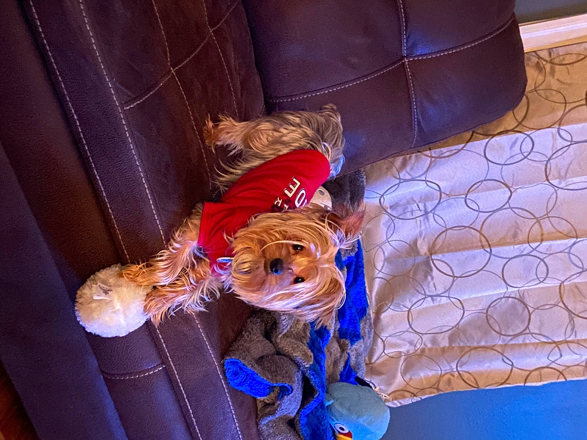 Morty is registered to the contest to win money with this photo: comfort, couch, doll, electric_blue, flooring, fun, linens, magenta, orange, pattern, purple, room, textile, toy, tree, wood