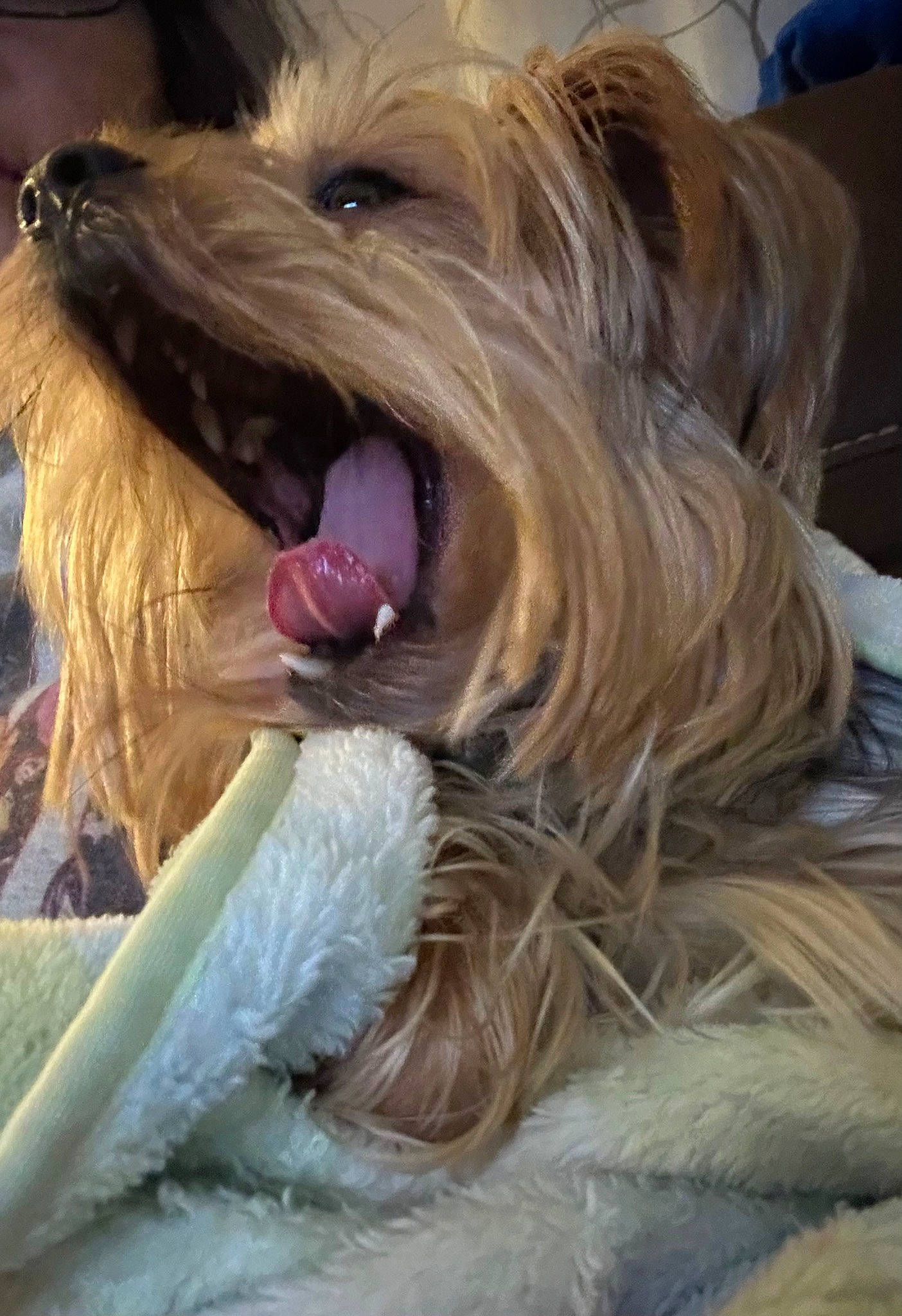 Morty joined the competition — help win amazing prizes! canidae, carnivore, companion_dog, dog, dog_breed, dog_supply, fang, fashion_accessory, fur, liver, small_terrier, snout, sporting_group, terrier, toy_dog, working_animal, yawn
