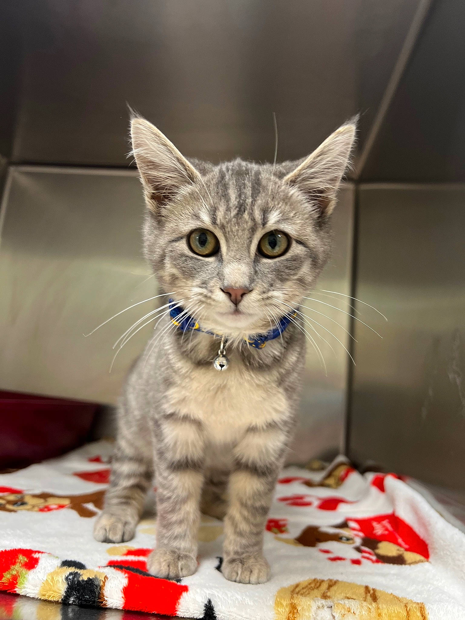 Ashton joined the competition — help win amazing prizes! carnivore, cat, cat_supply, claw, domestic_short_haired_cat, felidae, fur, paw, pet_food, pet_supply, photo_caption, small_to_medium_sized_cats, snout, tableware, tail, terrestrial_animal, whiskers