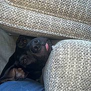 Narla joined the competition — help win amazing prizes! dog, black_dog, couch, cushion, hide_and_seek, tongue_out, indoor, pet, curious, peeking, furniture, fabric_texture, close_up, animal, canine, cozy, resting, soft_lighting, nose, ears