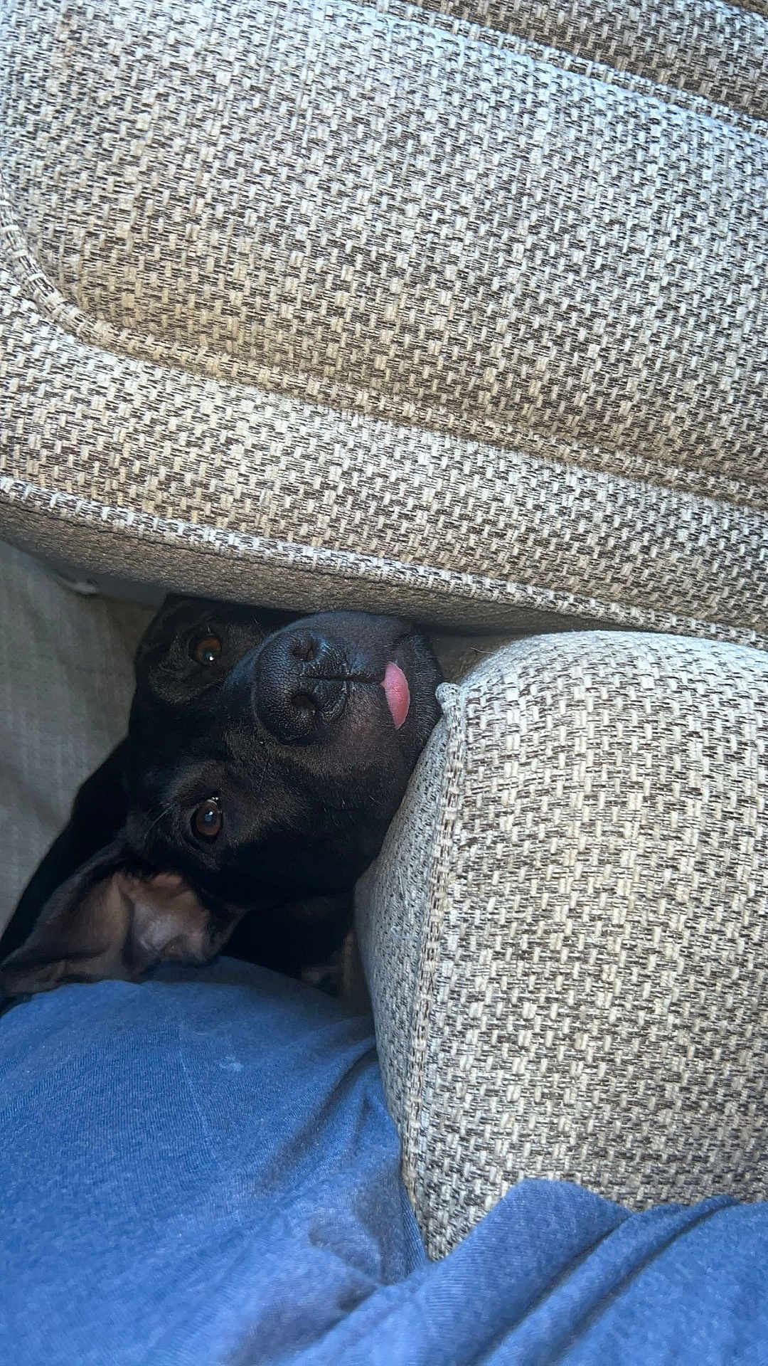 Narla joined the competition — help win amazing prizes! dog, black_dog, couch, cushion, hide_and_seek, tongue_out, indoor, pet, curious, peeking, furniture, fabric_texture, close_up, animal, canine, cozy, resting, soft_lighting, nose, ears