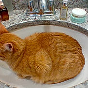 Kc. joined the competition — help win amazing prizes! bathroom, cat, container, cosmetics, countertop, curled_up, domestic_animal, ears, feline, fur, granite, indoor, orange_tabby, pet, relaxed, resting, sink, still_life, toiletries, whiskers