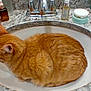 bathroom, cat, container, cosmetics, countertop, curled_up, domestic_animal, ears, feline, fur, granite, indoor, orange_tabby, pet, relaxed, resting, sink, still_life, toiletries, whiskers