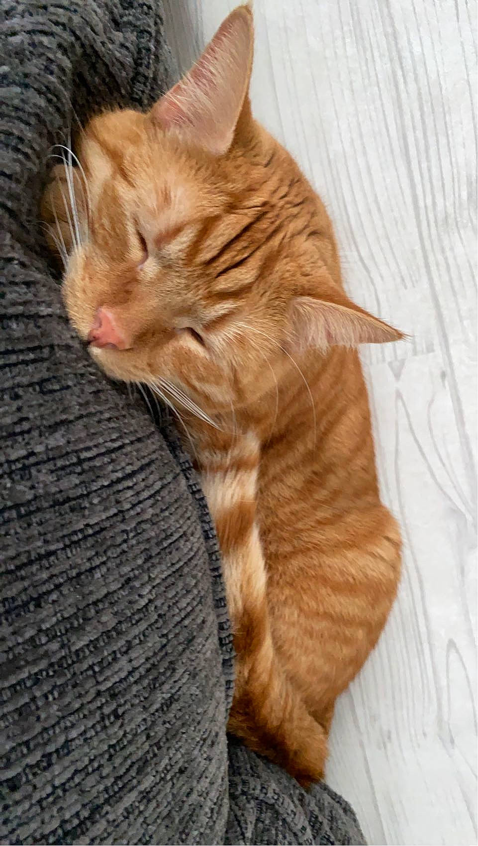 Maxx is registered to the contest to win money with this photo: carnivore, cat, claw, comfort, domestic_short_haired_cat, fawn, felidae, foot, fur, human_leg, liver, paw, small_to_medium_sized_cats, snout, tail, terrestrial_animal, whiskers, window, wood