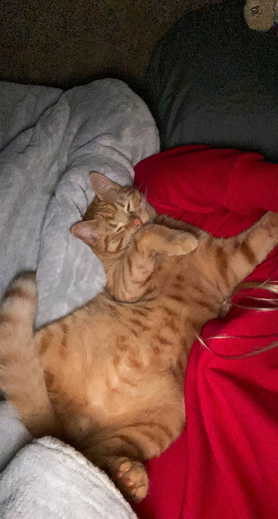 Maxx is registered to the contest to win money with this photo: bed, canidae, carnivore, cat, comfort, dog_breed, domestic_short_haired_cat, ear, fawn, felidae, fur, linens, nap, paw, sleep, small_to_medium_sized_cats, snout, tail, textile, whiskers