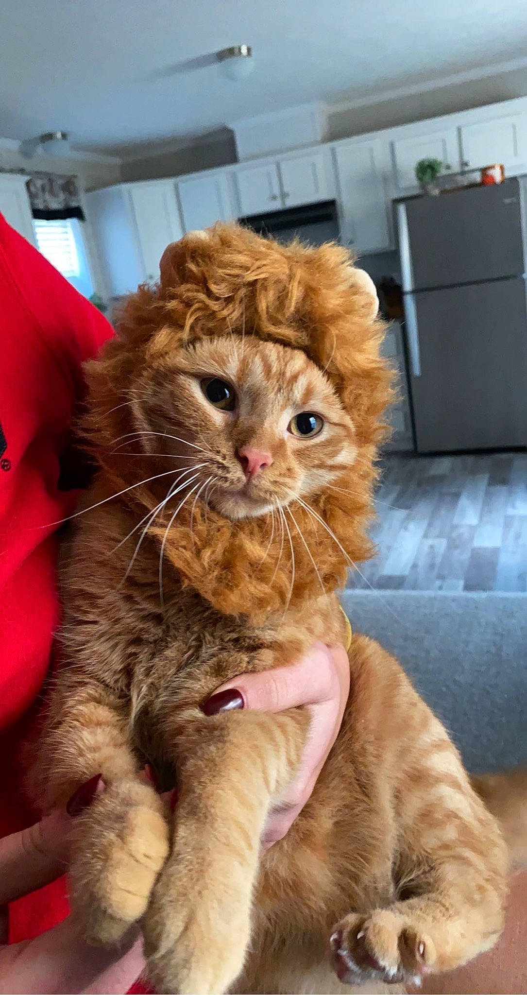 Maxx is registered to the contest to win money with this photo: cabinetry, canidae, carnivore, cat, claw, comfort, companion_dog, domestic_short_haired_cat, ear, fawn, felidae, fur, gesture, paw, small_to_medium_sized_cats, snout, tail, terrestrial_animal, whiskers, window