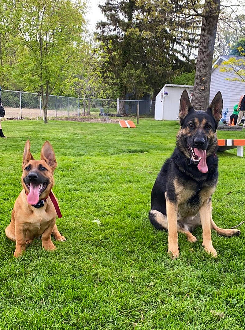 Homer is registered to the contest to win money with this photo: canidae, carnivore, companion_dog, dog, dog_breed, dog_supply, east_european_shepherd, fawn, fun, german_shepherd_dog, grass, herding_dog, king_shepherd, mammal, old_german_shepherd_dog, plant, snout, sporting_group, tree, vertebrate